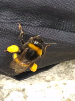 Bourdon, Bombus lucorum-complex (ph. Mrugala F., Lyon, 2020-06)(6)